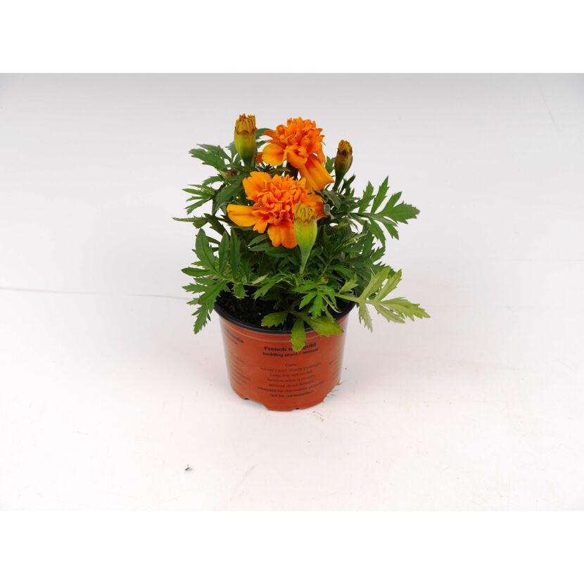 Orange Studentenblume im Topf
