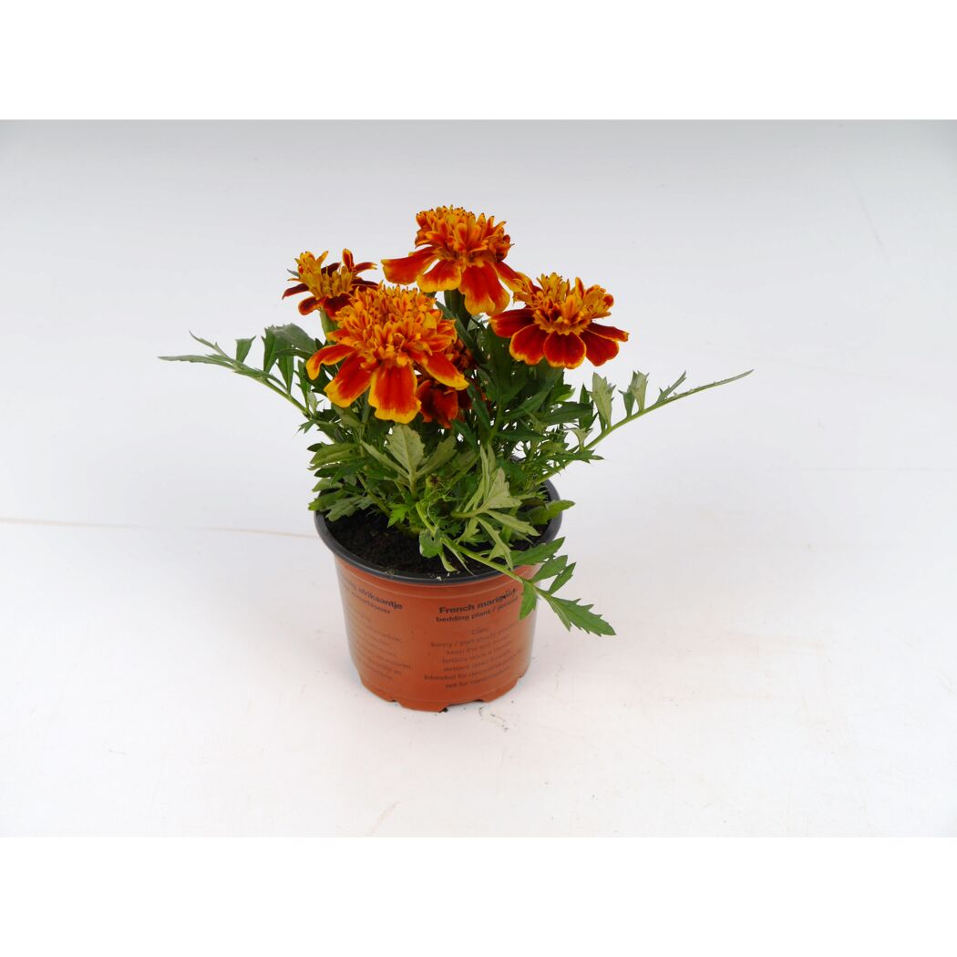 Studentenblume
