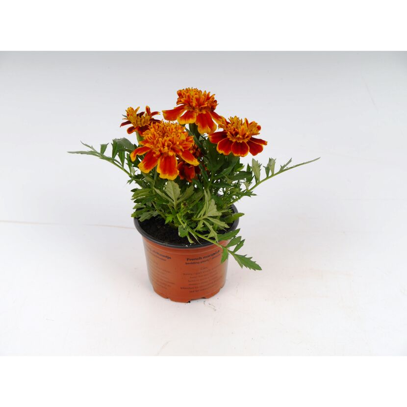 Orange-rote Studentenblume im Topf
