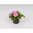 Rosa Impatiens Walleriana im schwarzen Topf