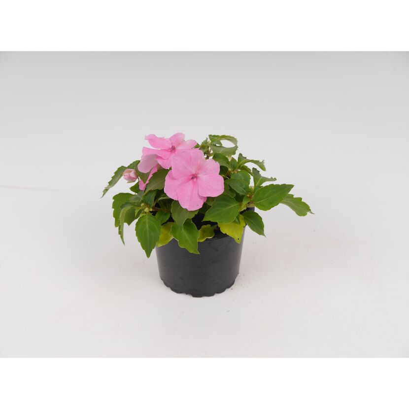 Rosa Impatiens Walleriana im schwarzen Topf