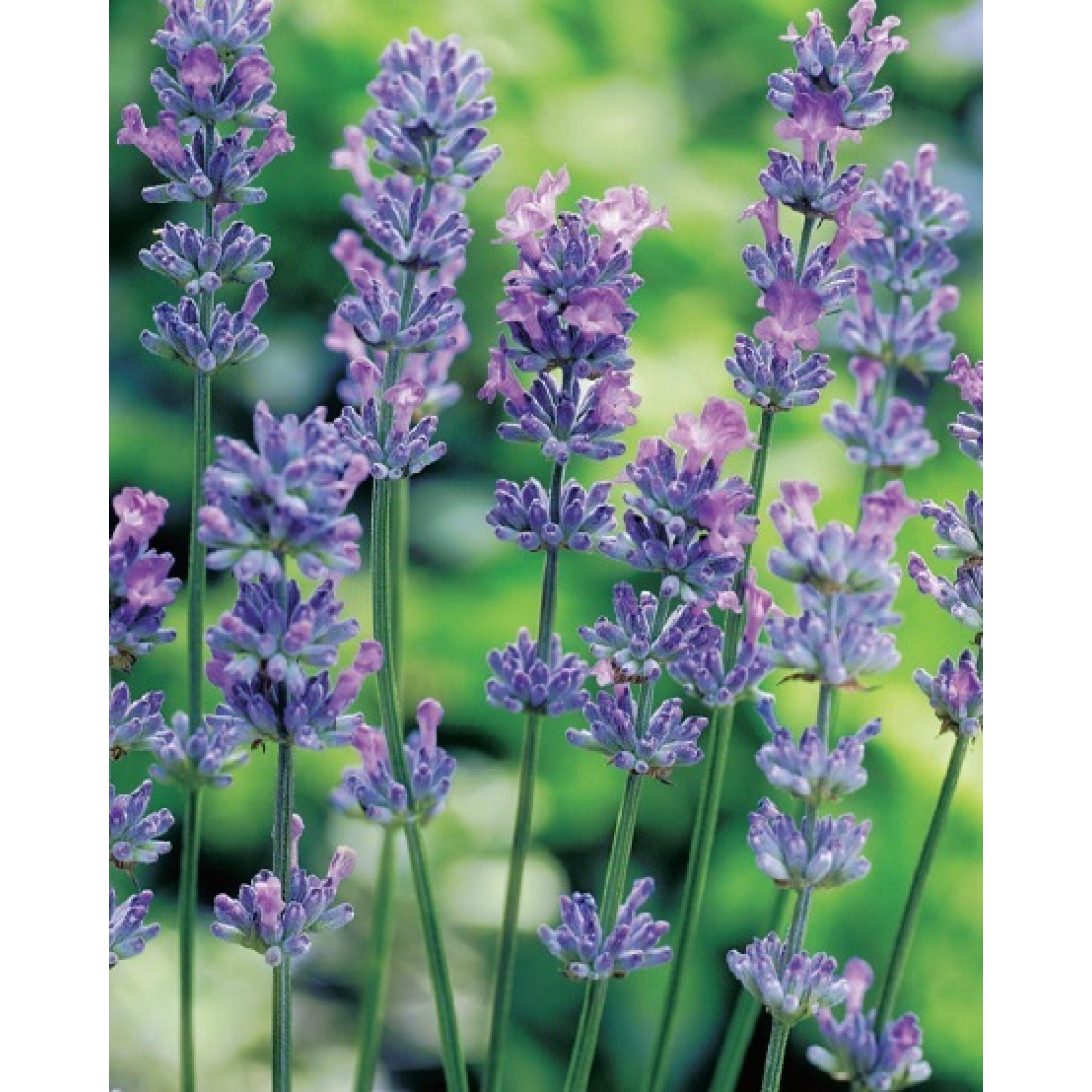Lavendel + product picture