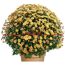 Chrysanthemen-Busch, gelb-braun, Durchmesser 40-50 cm
