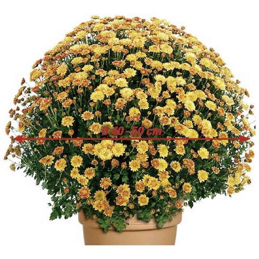 Chrysanthemen-Busch, gelb-braun, Durchmesser 40-50 cm