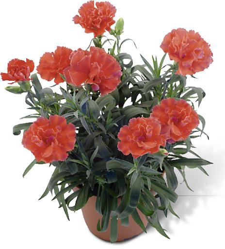 Topfpflanze mit mehreren orangen Blüten.