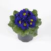 Topf mit blauen Primeln