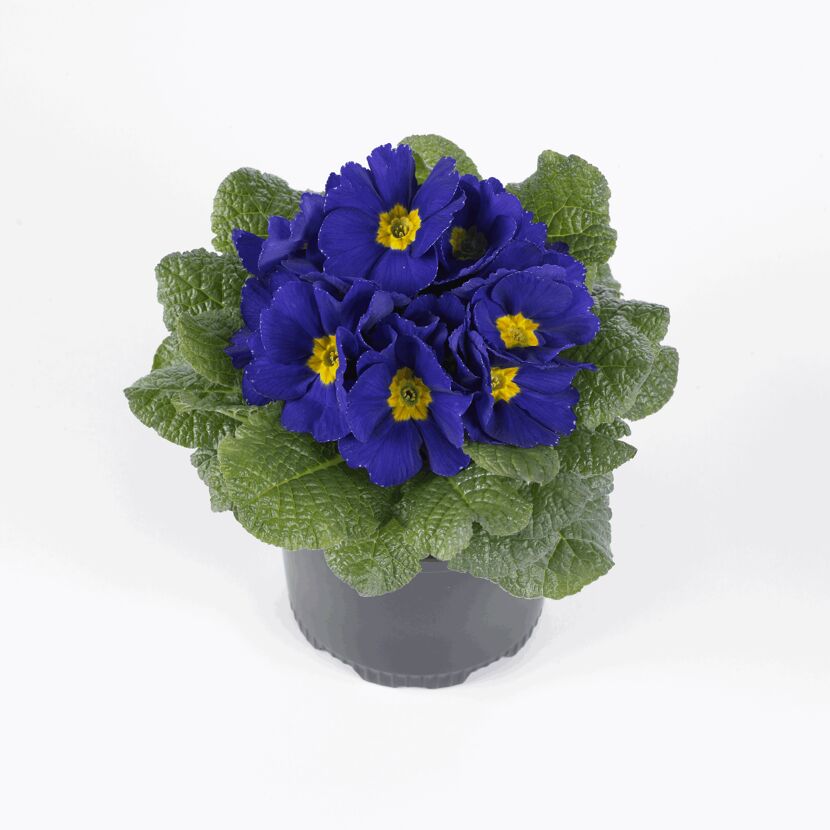 Topf mit blauen Primeln