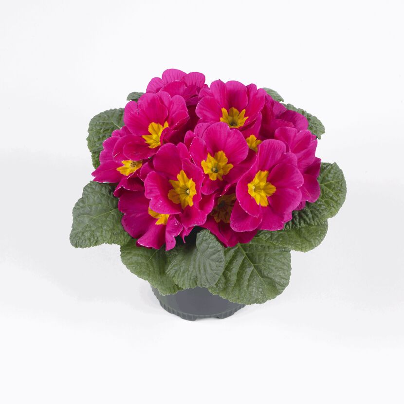 Topf mit pinken Primeln