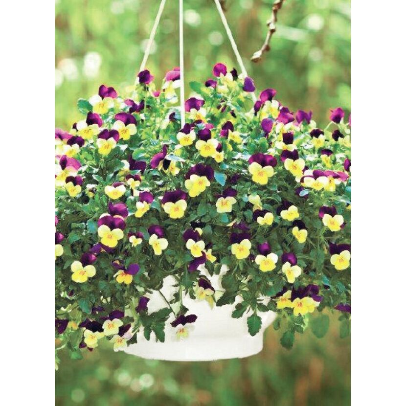 Hängender Blumentopf mit Stiefmütterchen