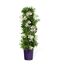 Blühender Solanum Jasminoides in einem Topf