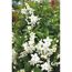 Weiße Blüten des Jasmin-Nachtschattens