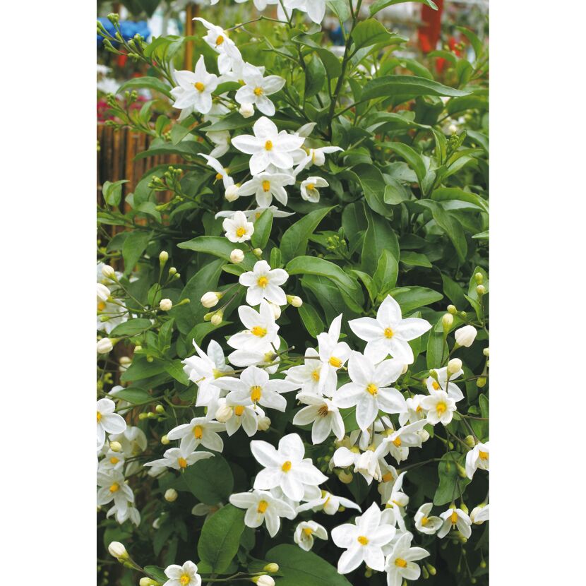 Weiße Blüten des Jasmin-Nachtschattens