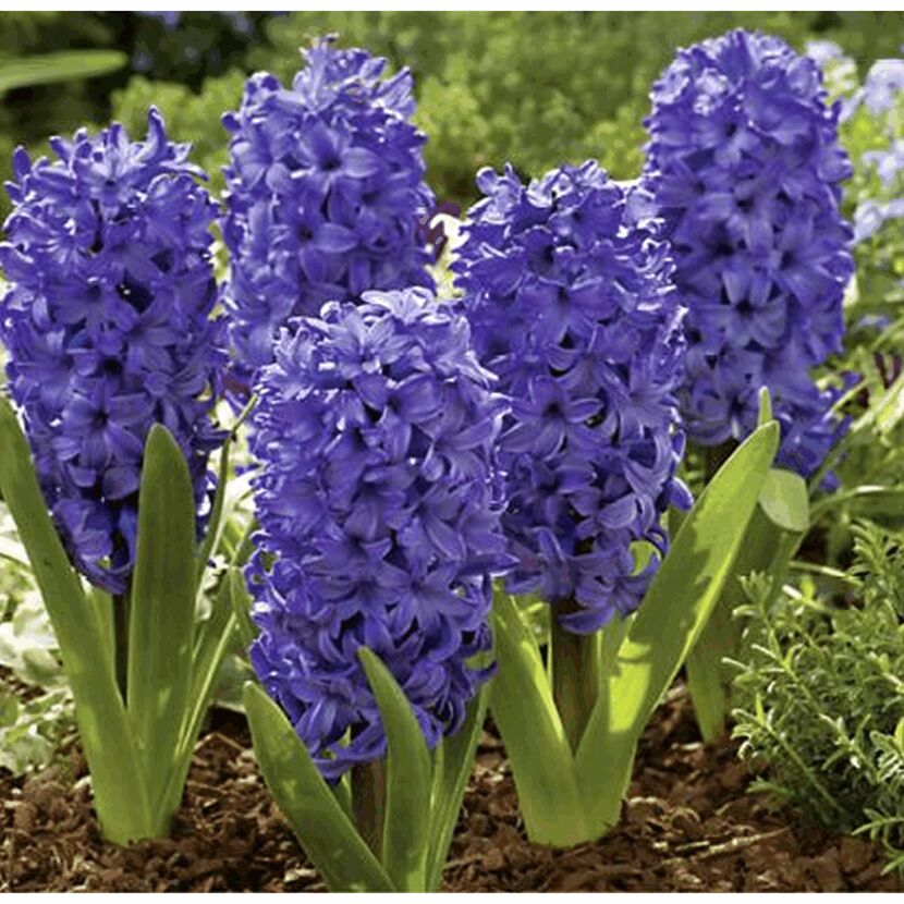 Lila Hyazinthenblüten