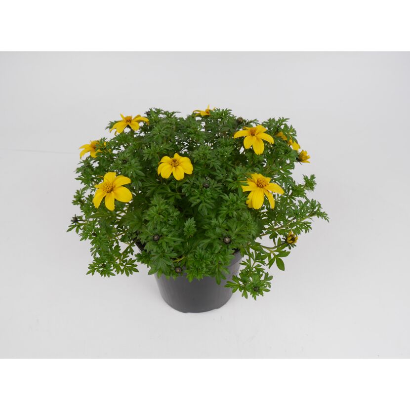 Gelbe Zweizahn-Blüten in schwarzem Topf