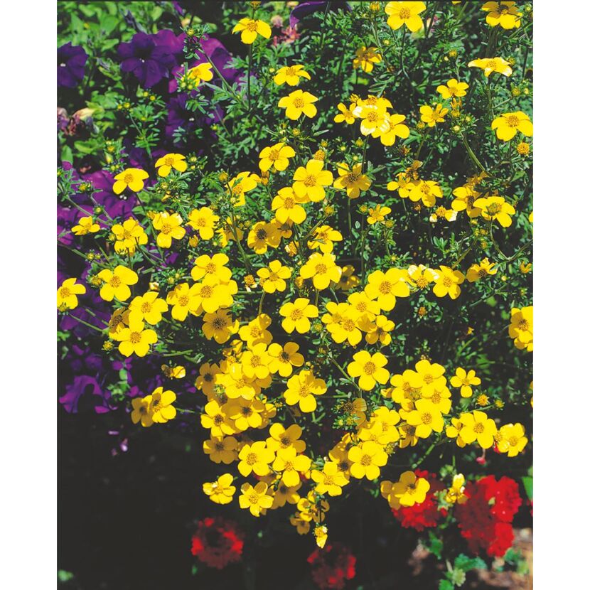 Gelbe Zweizahn-Blüten