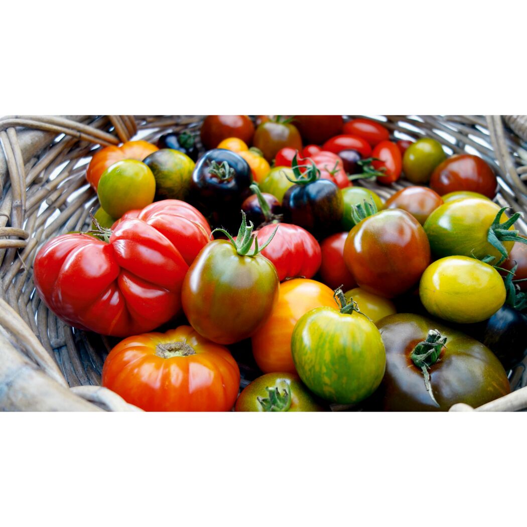 Bunte Tomaten in einem Weidenkorb