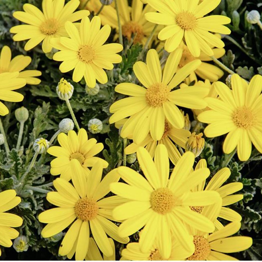 Gelbe Euryops-Blüten