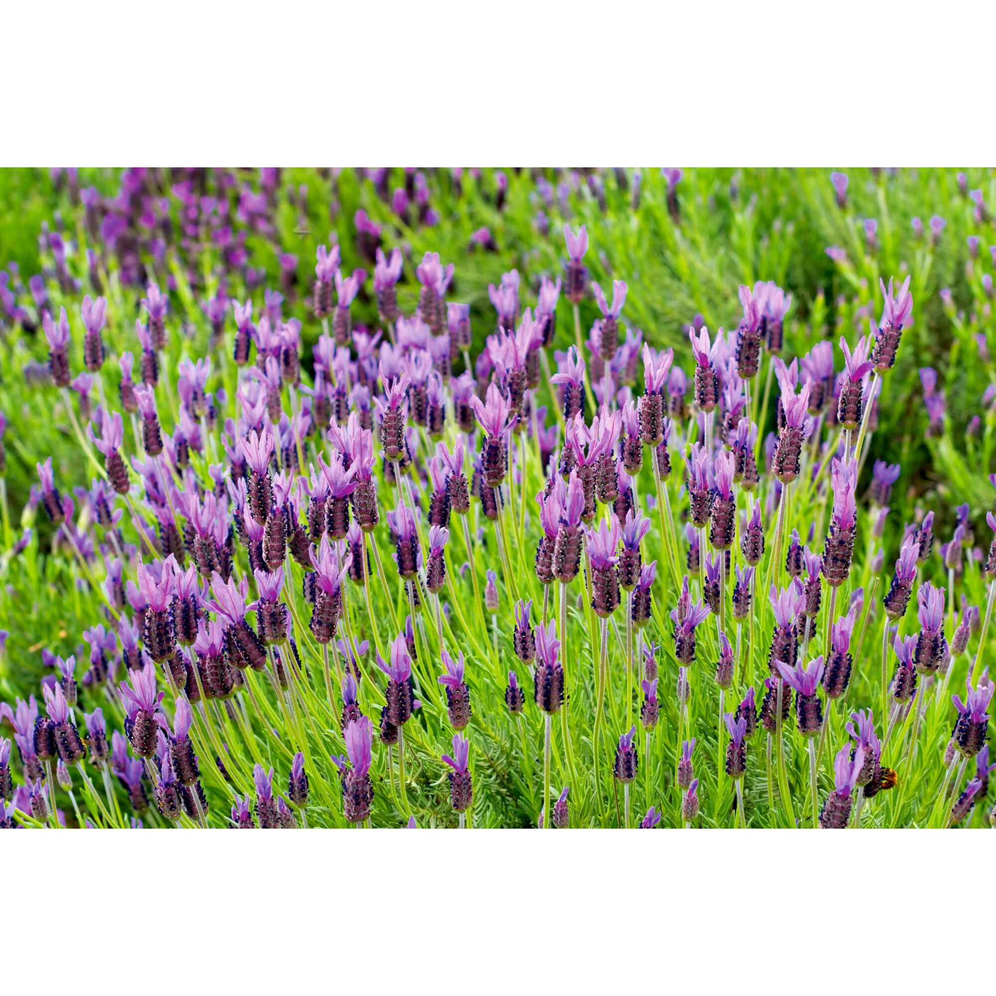 Lila Schopflavendel