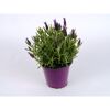 Schopf-Lavendel in einem violetten Topf