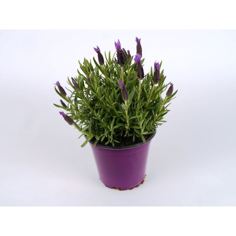 Schopf-Lavendel in einem violetten Topf