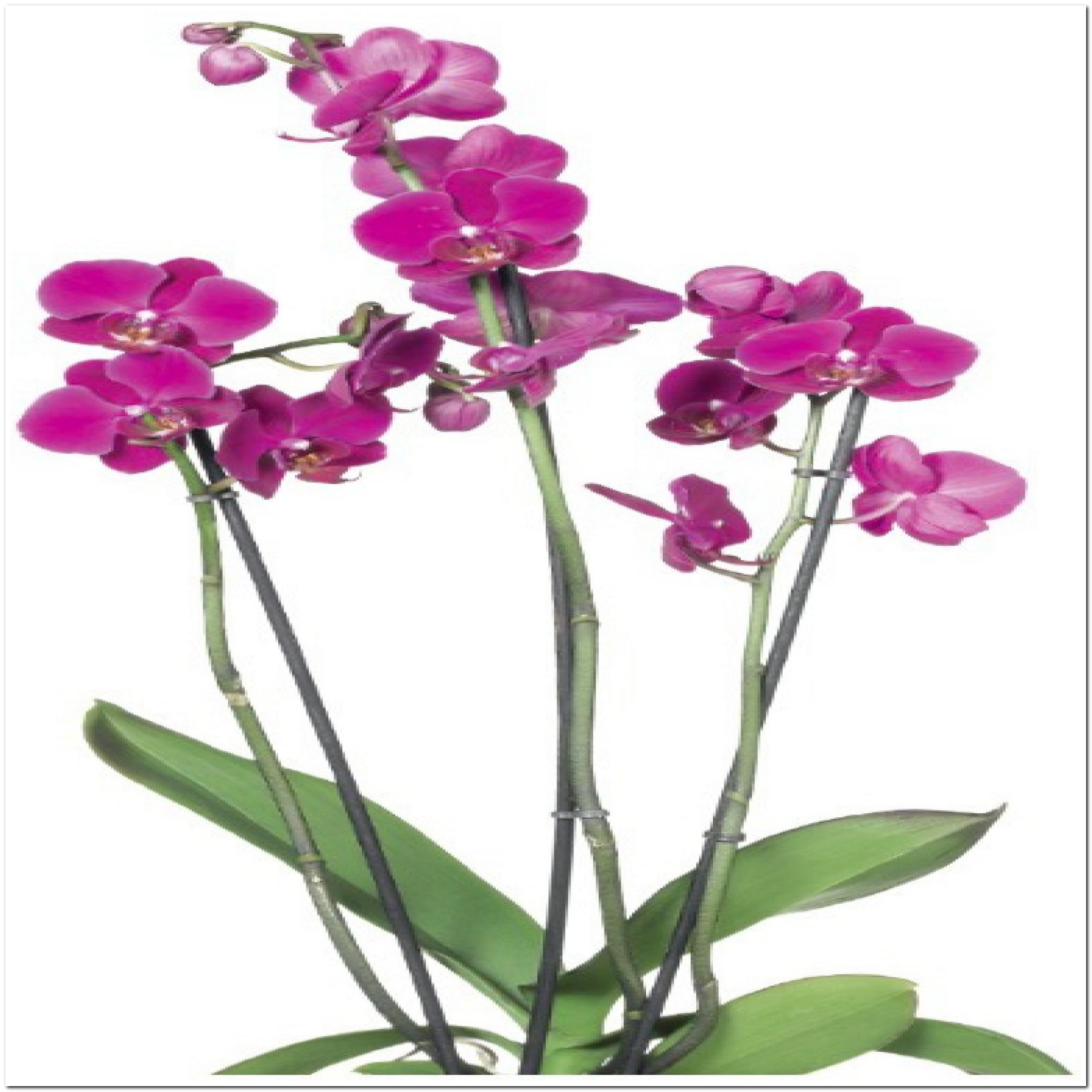 Schmetterlingsorchidee + product picture