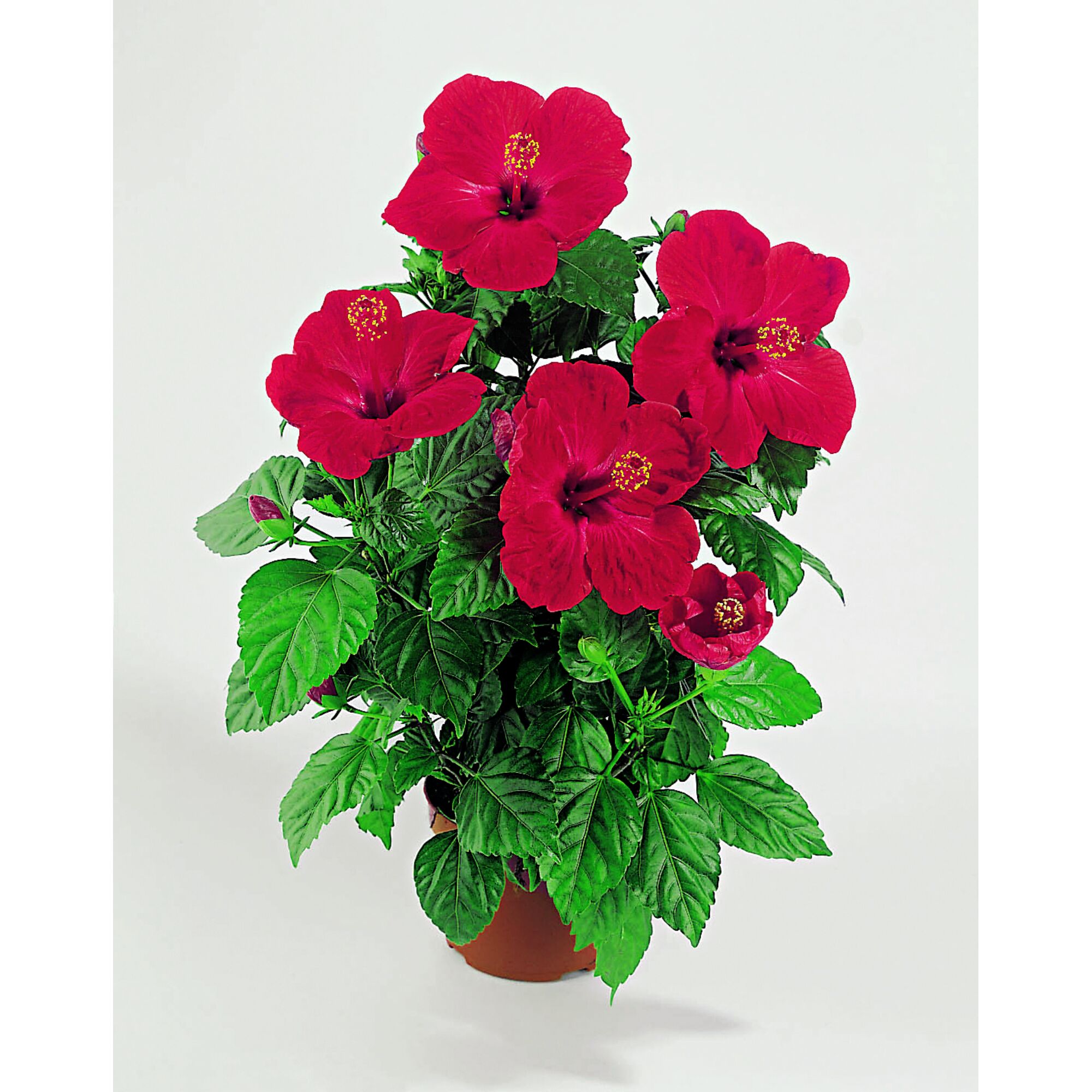 Hibiskus Longlife im Topf