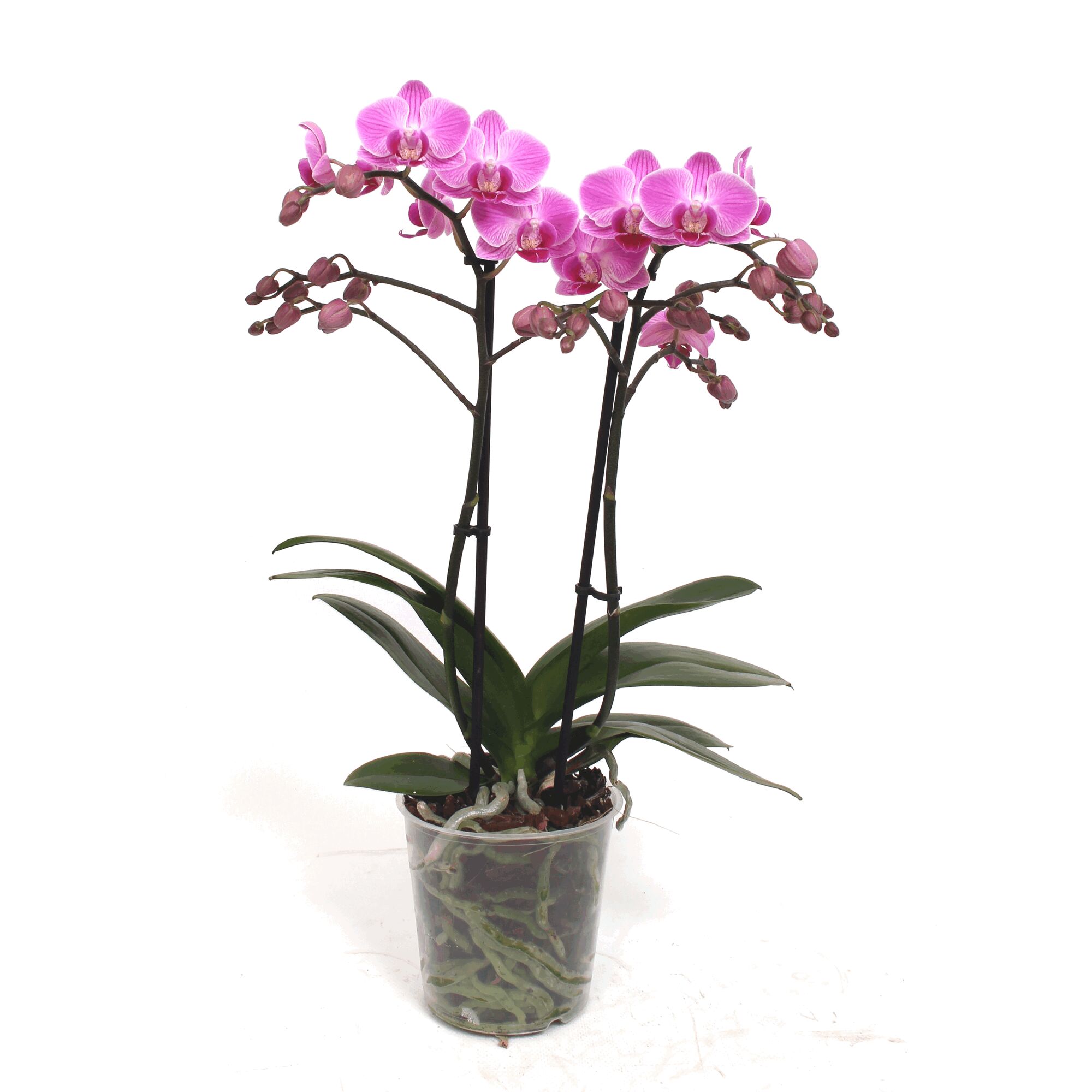 Lila Orchidee im durchsichtigen Topf