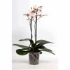 Weiße Orchidee mit rosa Blütenherz in transparentem Topf