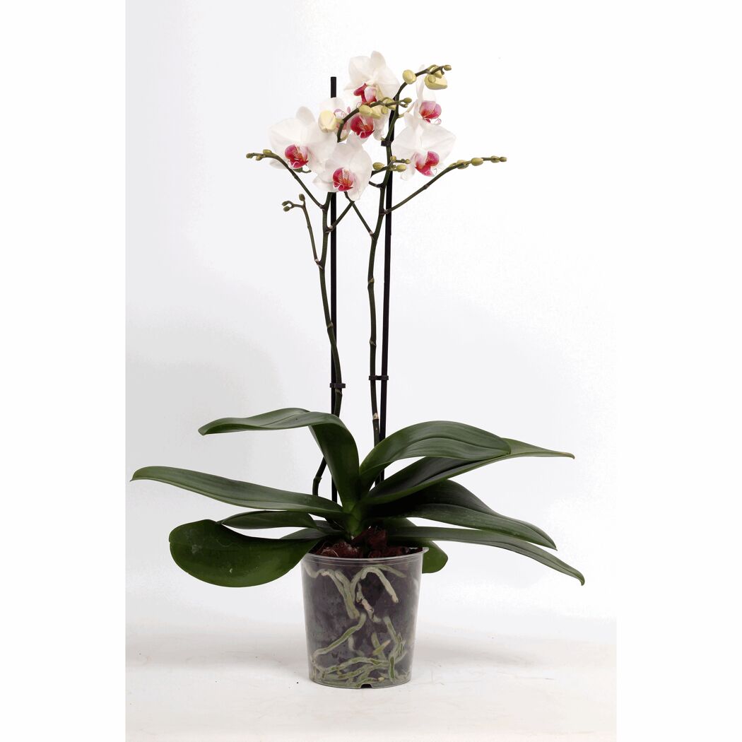 Weiße Orchidee mit rosa Blütenherz in transparentem Topf