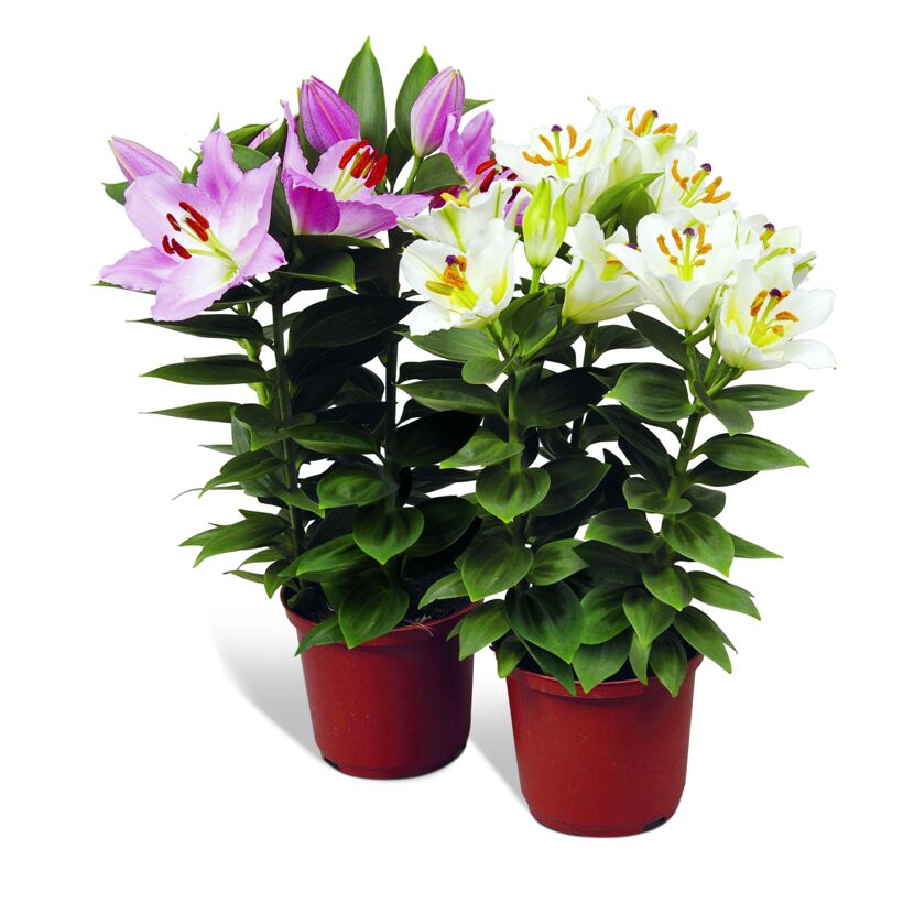 Zwei Lilien in Blumentöpfen