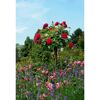 Rot blühende Rosen am Stamm im Garten.