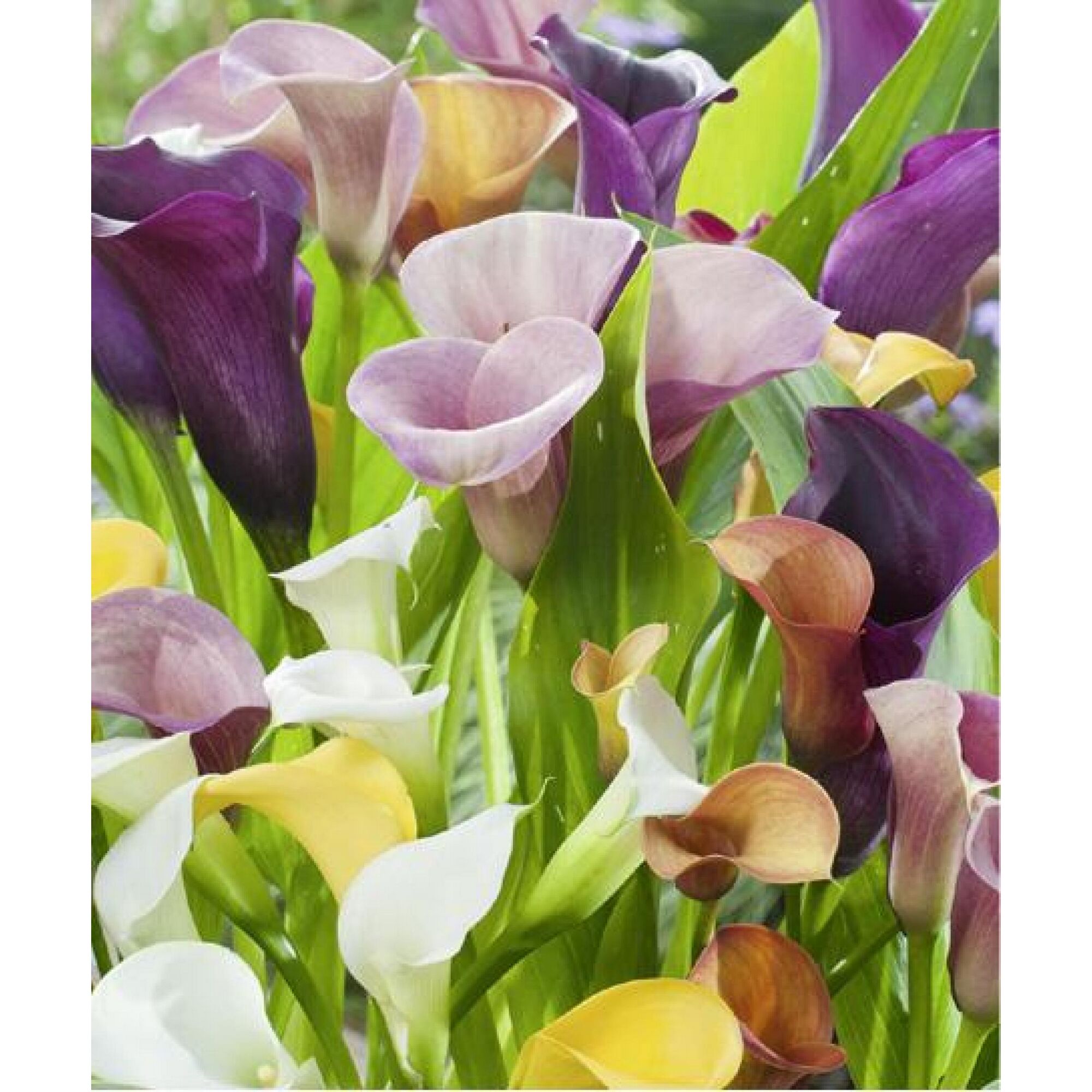 Bunte Calla-Lilien