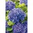 Lila Hortensienblüten mit grünen Blättern