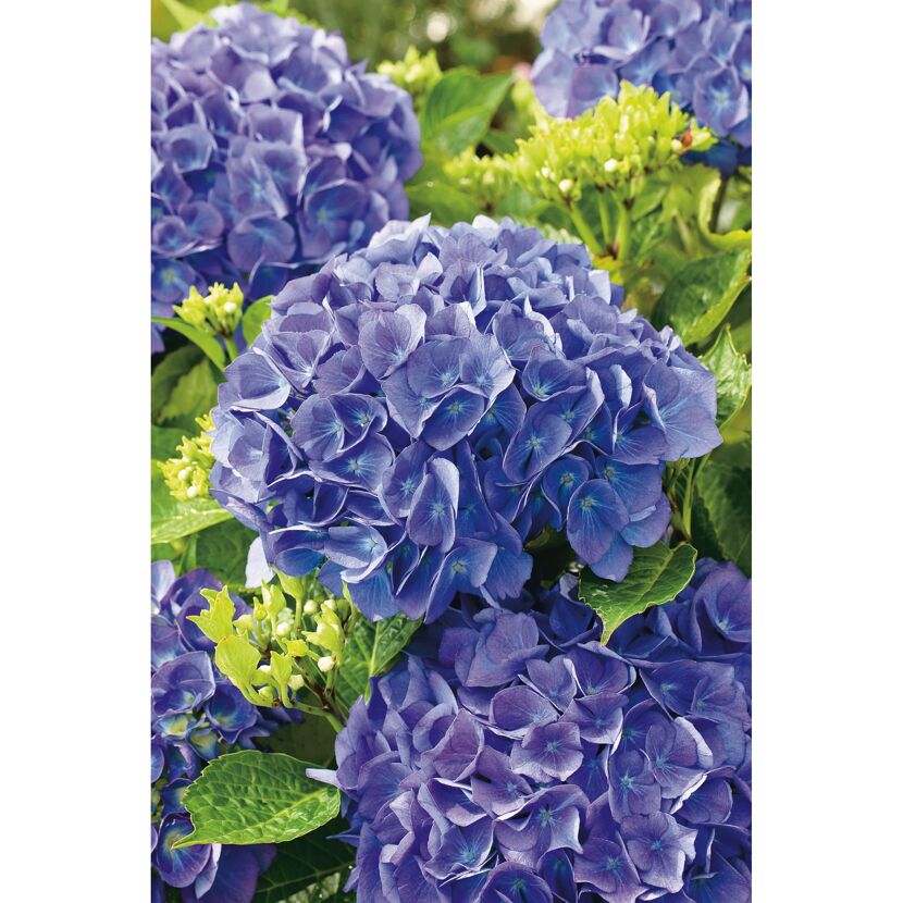 Lila Hortensienblüten mit grünen Blättern