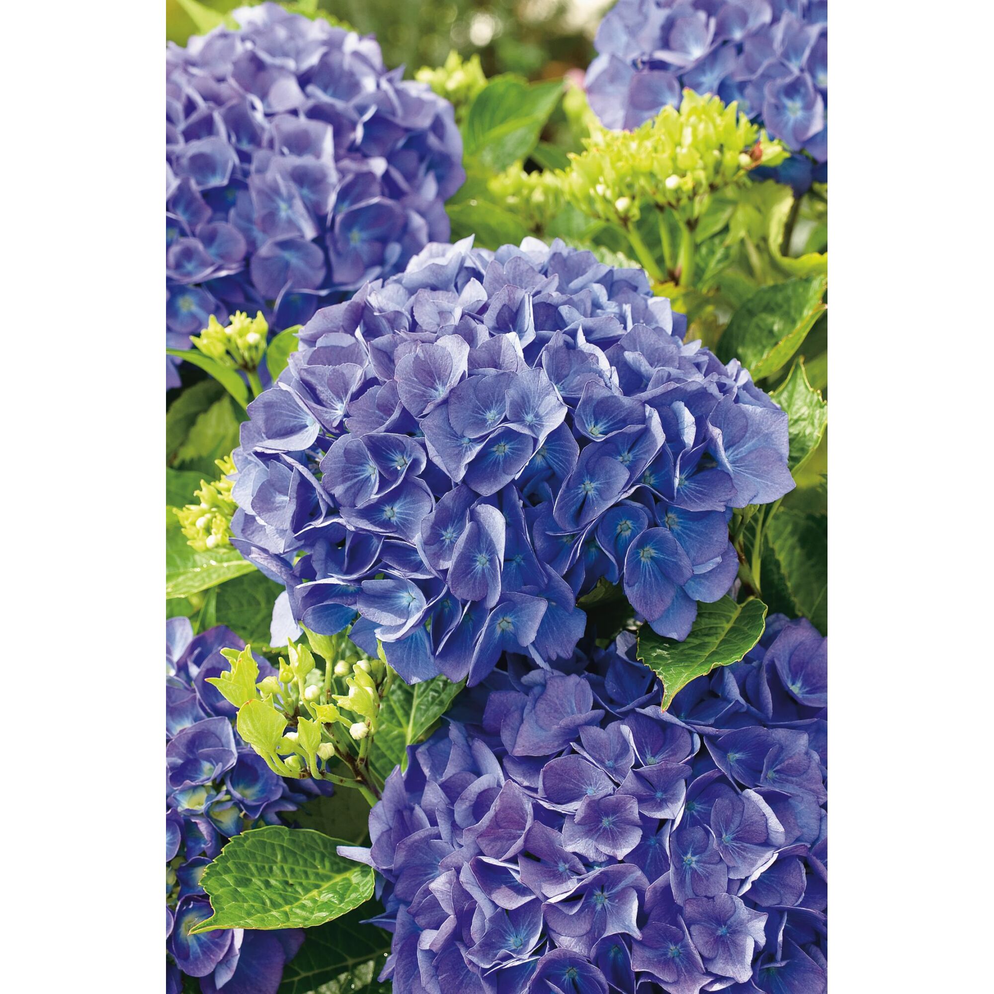 Lila Hortensienblüten mit grünen Blättern