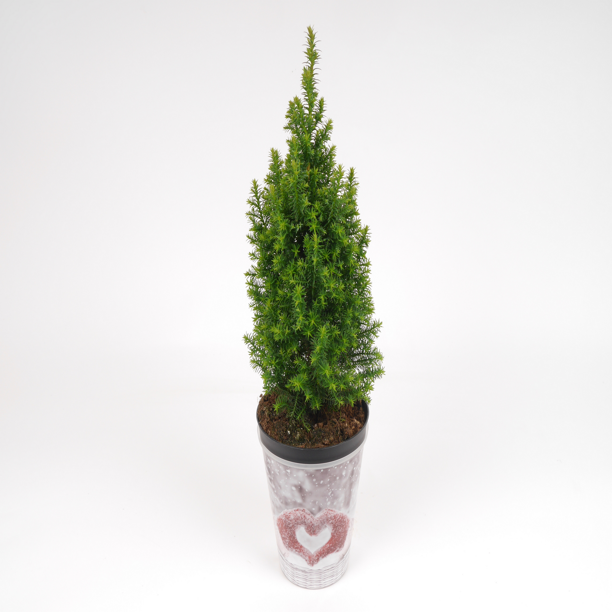 Mini-Weihnachtsbaum inkl. Motiv-Übertopf + product picture