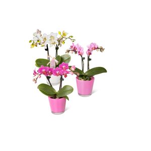 Mini-Schmetterlingsorchidee