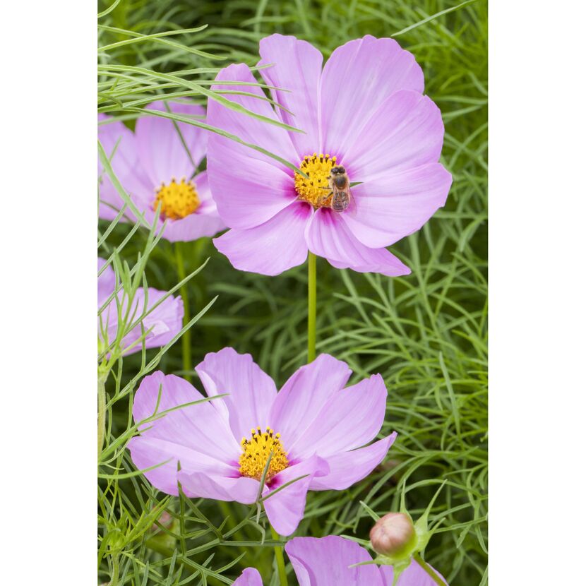 Rosa Kosmeenblüten mit Biene