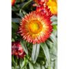 Orange-gelbe Strohblume