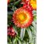 Orange-gelbe Strohblume