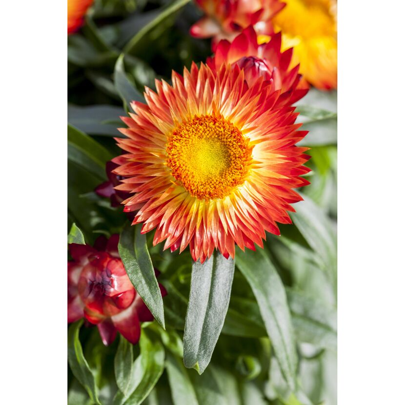 Orange-gelbe Strohblume