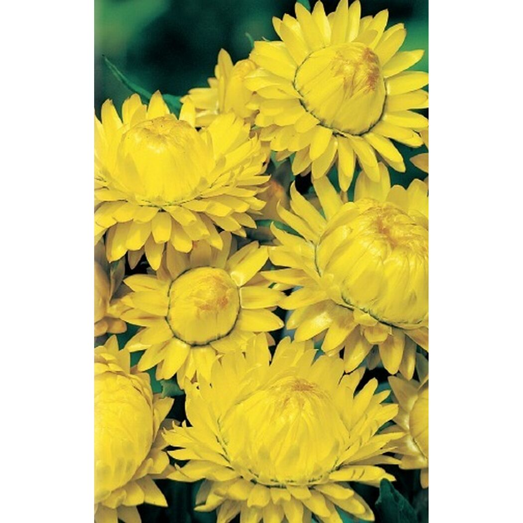 Gelbe Strohblumen