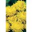 Gelbe Strohblumen