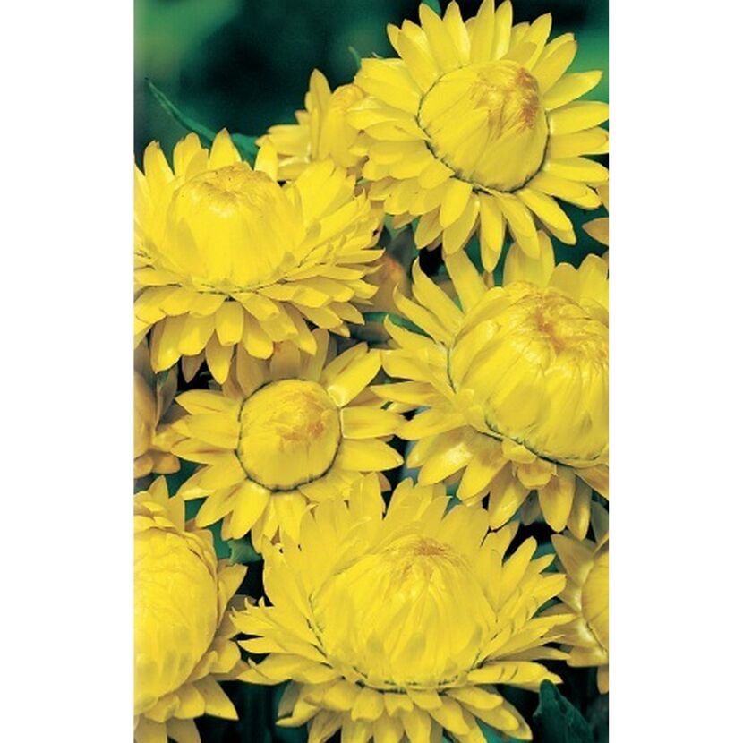 Gelbe Strohblumen