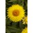 Gelbe Strohblume