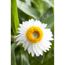 Weiße Strohblume mit gelber Mitte