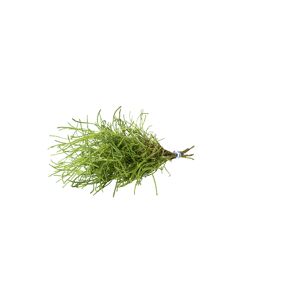 Naturtalent by toom® Bio-Pesto selbst machen Olivenkraut, 12 cm Topf, 2er-Set