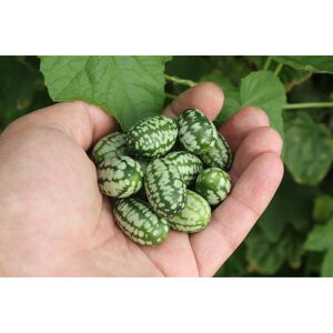 Naturtalent by toom® Gemüse-Raritäten Bio Mexikanische Minigurke, 12 cm Topf, 2er-Set