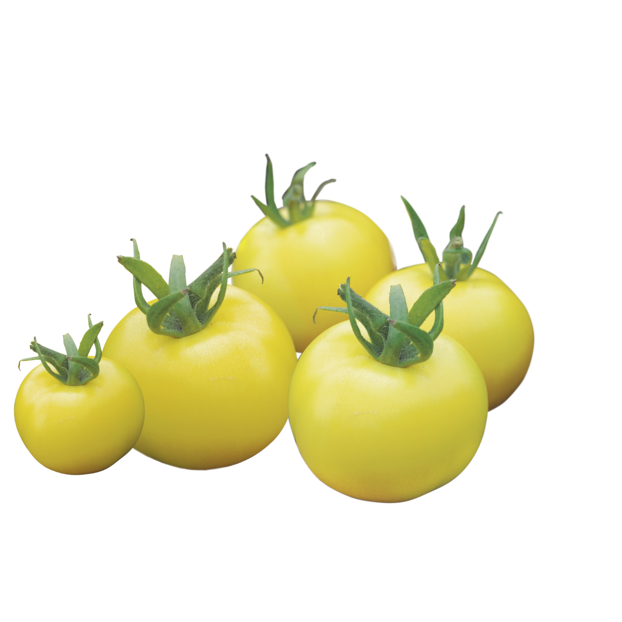 Naturtalent by toom® Historische Bio-Tomate 'Goldene Königin', 11 cm Topf, 2er-Set + product picture