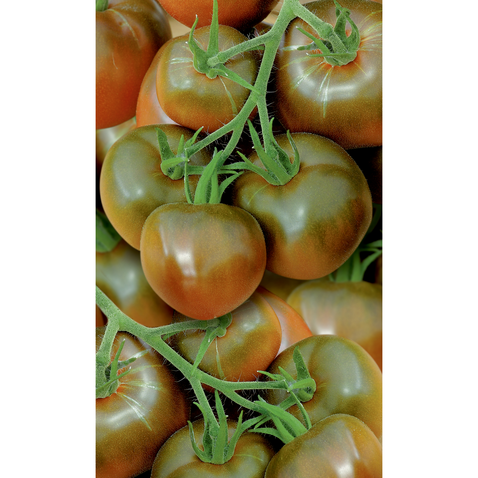 Naturtalent by toom® Historische Bio-Tomate 'Schwarze Krim', 11 cm Topf, 2er-Set + product picture